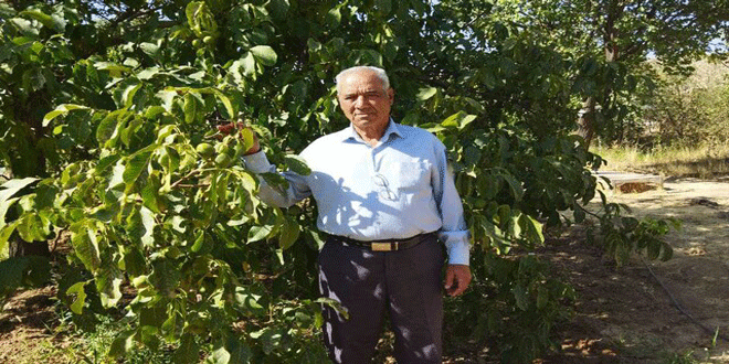 Tuiserkan walnut brand is world famous 01 - برند گردوی تویسرکان شهرت جهانی دارد