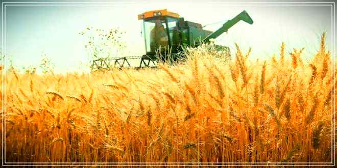 Correcting the guaranteed purchase price of wheat - اصلاح قیمت خرید تضمینی گندم
