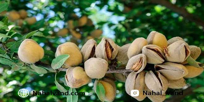 پرورش میوه در مناطق خشک و کم آب