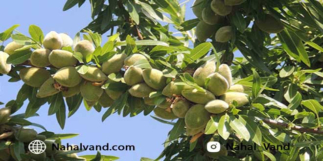 پرورش میوه در مناطق خشک و کم آب