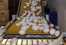 تخم‌مرغ ارزان شد/ پایان تب  تخم‌مرغ ۲۰ هزار تومانی