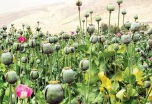 کاشت گسترده خشخاش در کشور توسط گروهی سودجو؛ جوانان در خطر هستند