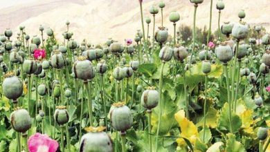کاشت گسترده خشخاش در کشور توسط گروهی سودجو؛ جوانان در خطر هستند