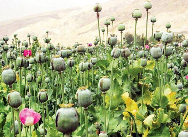کاشت گسترده خشخاش در کشور توسط گروهی سودجو؛ جوانان در خطر هستند