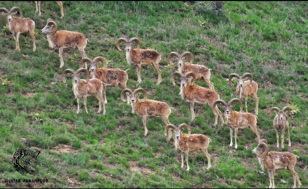 پارک ملی گلستان