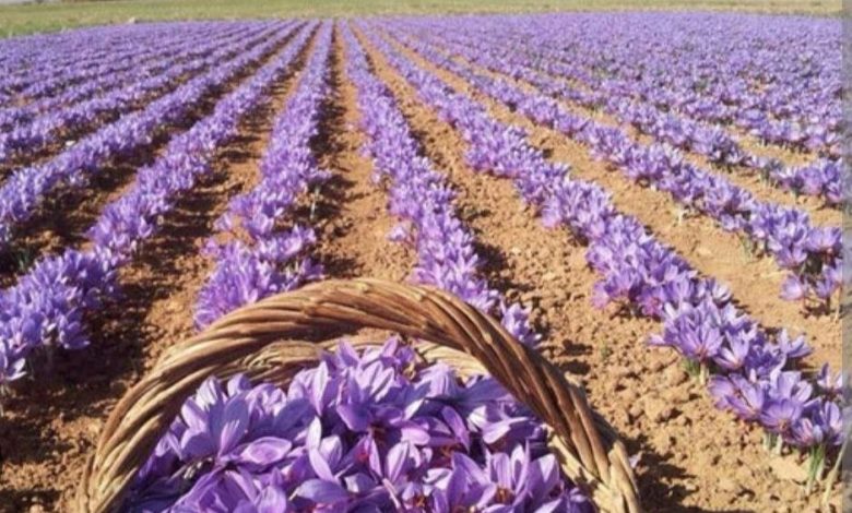 زعفران