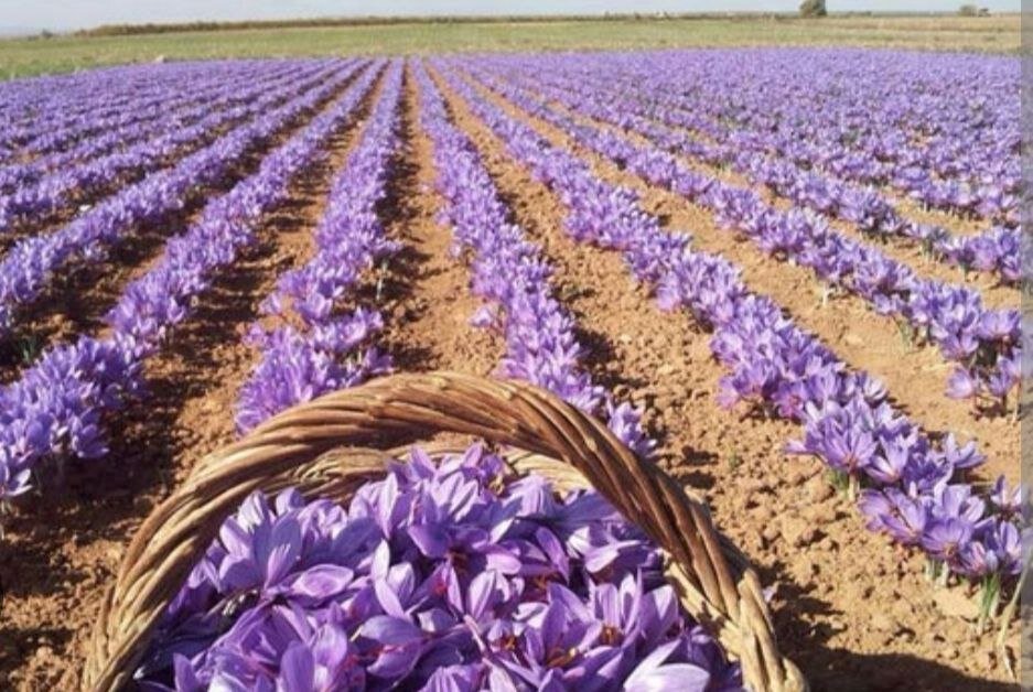 زعفران