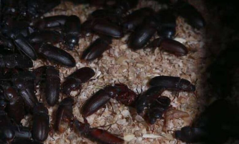 سوسک - غذای خزندگان