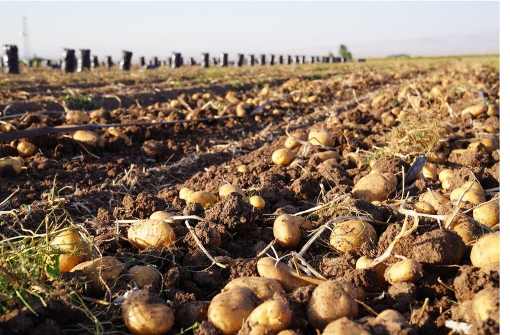 وعده ارزانی سیبزمینی تا آخر هفته / از مزرعه تا مغازه چقدر فاصله است؟